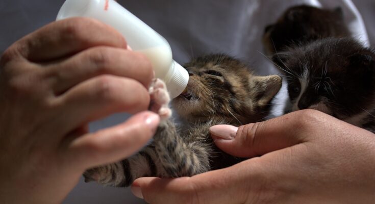 nourrir chaton biberon