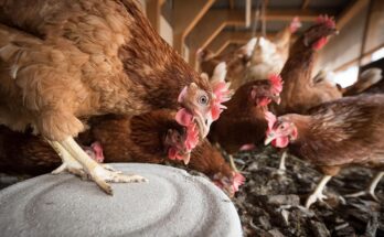nourrir-les-poules