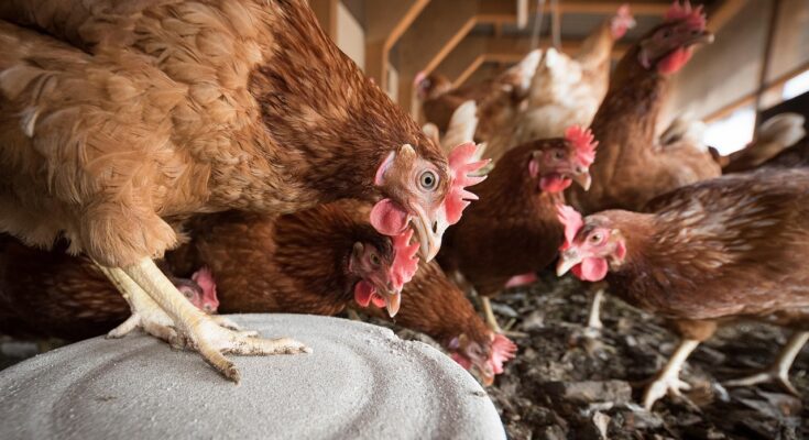 nourrir-les-poules