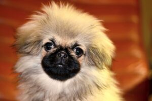 pekinois