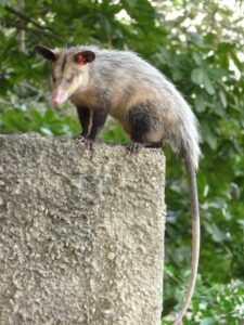 pian de guyane