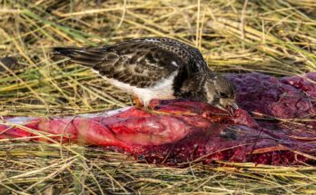 placenta