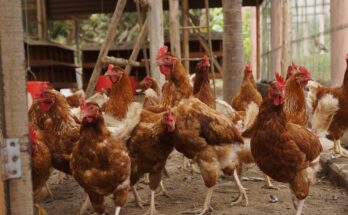 poules-dans-cour