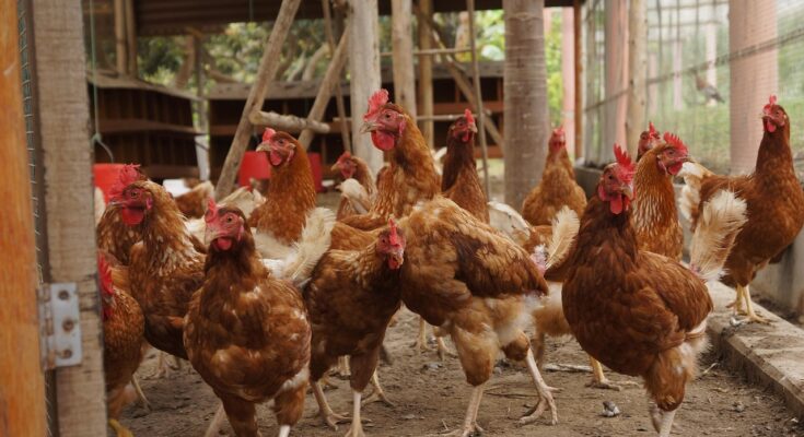 poules-dans-cour