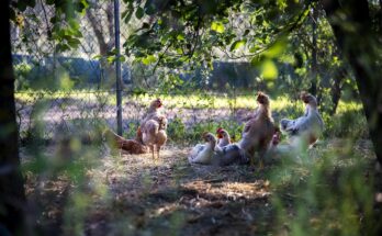 poules-dans-jardin