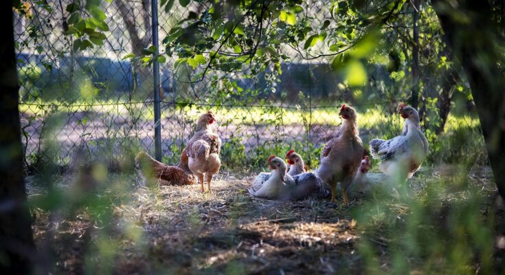 poules-dans-jardin