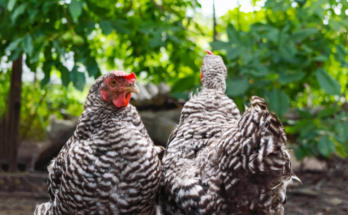 poulets