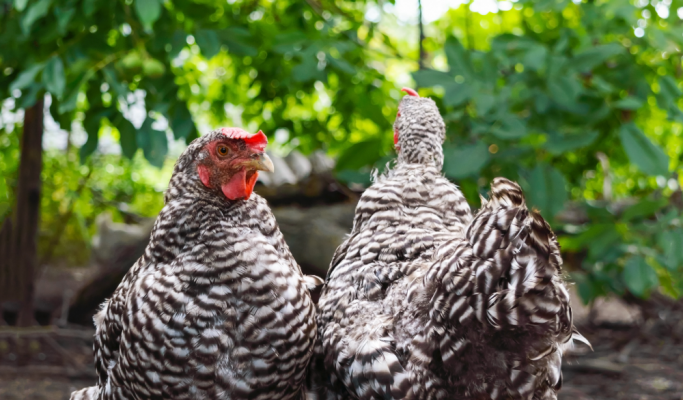 poulets