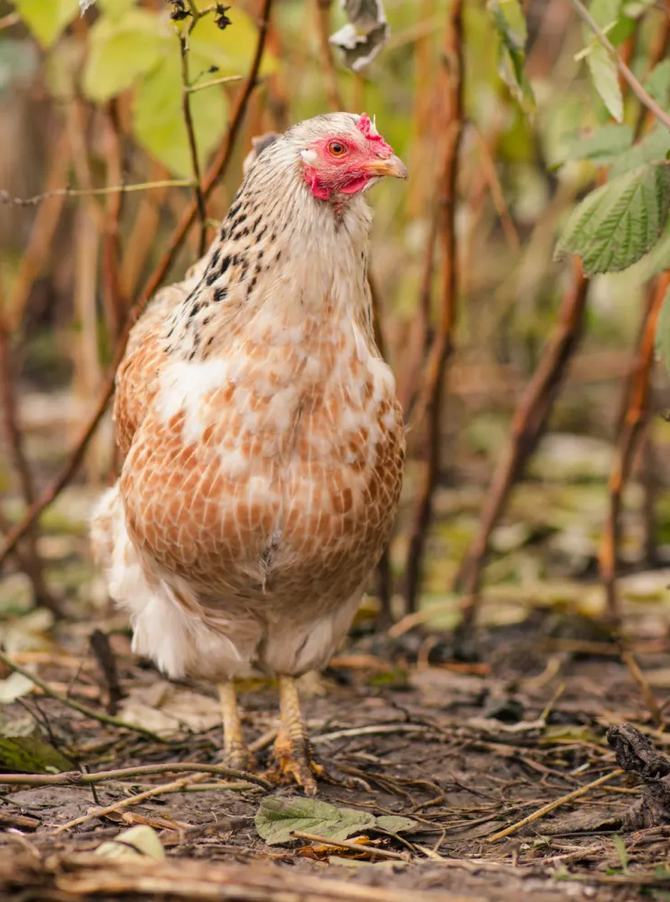 poulets-en-liberte
