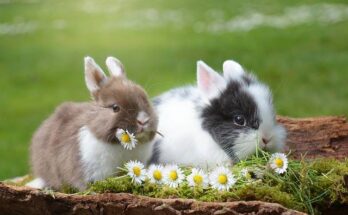 promener son lapin