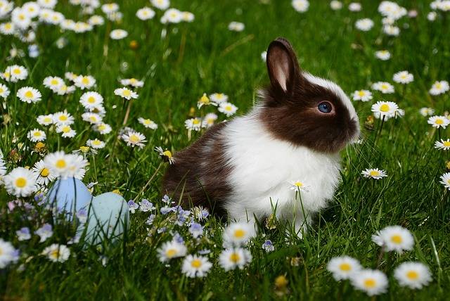 lapin nain