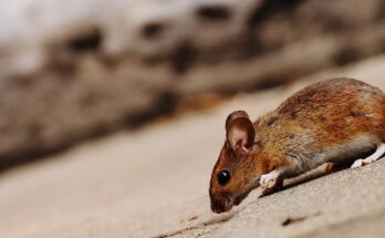 rongeur souris