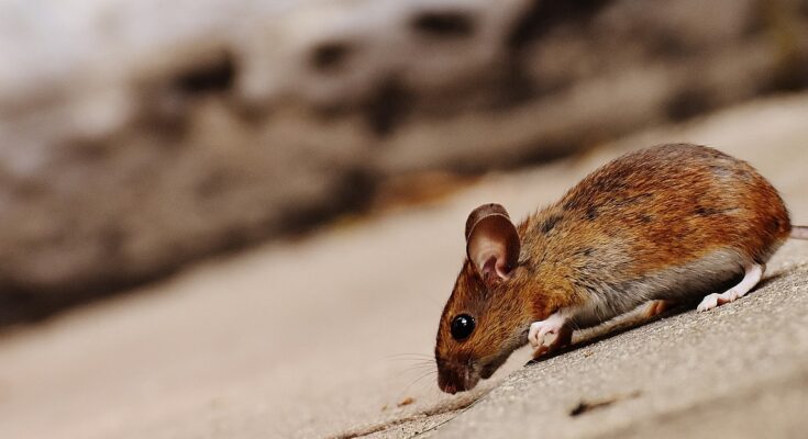rongeur souris