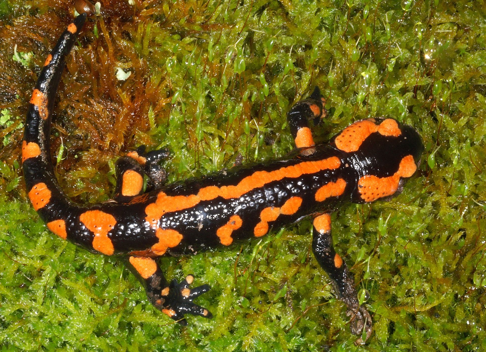 salamandre orange