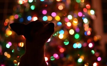 sapin de noël et chiot