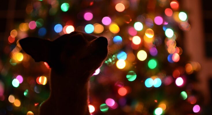 sapin de noël et chiot