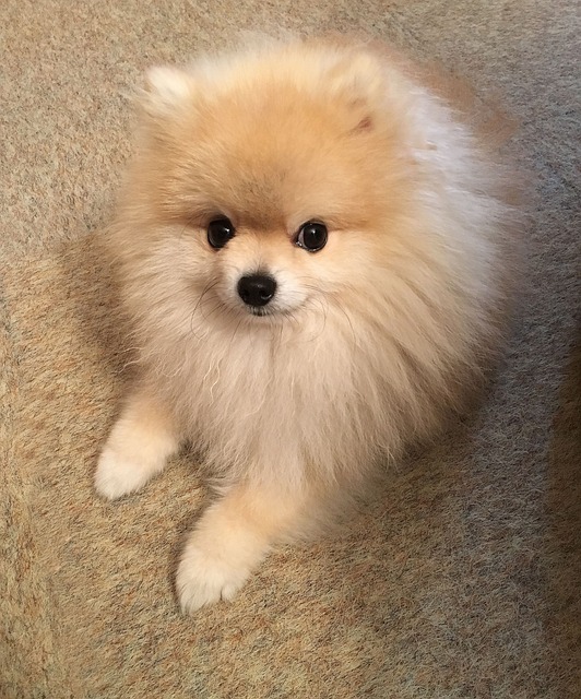 spitz nain