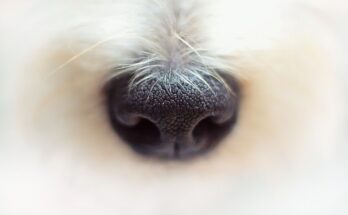 truffe de chien