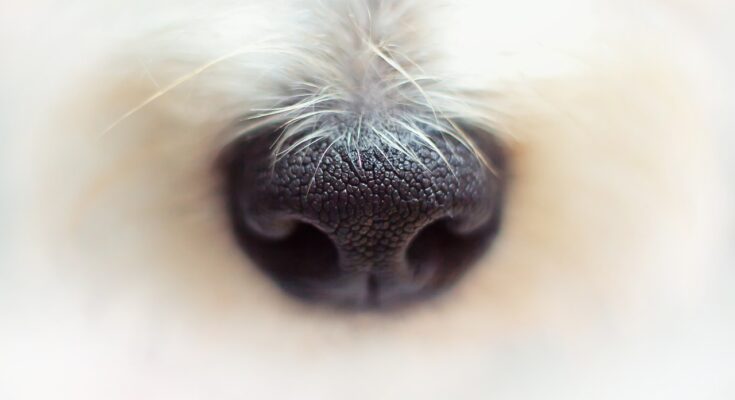 truffe de chien